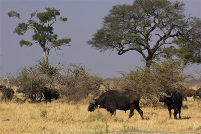 Buffalo herd, Okavango