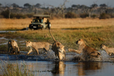 Lion pride hunting, Okavango Delta