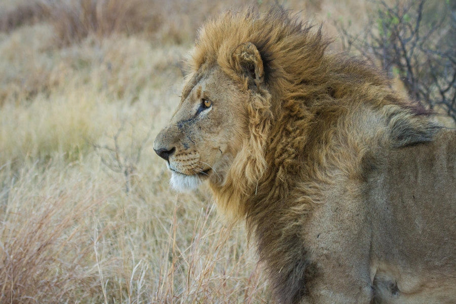 Lion, Moremi Game Reserve