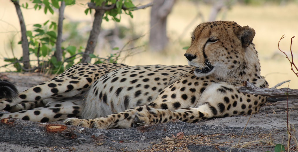 Cheetah, Kwara area, Botswana