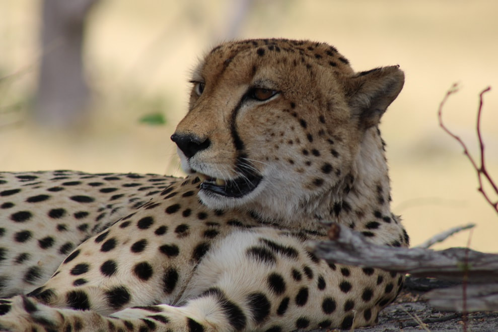 Male cheetah, Moremi area, Botswana