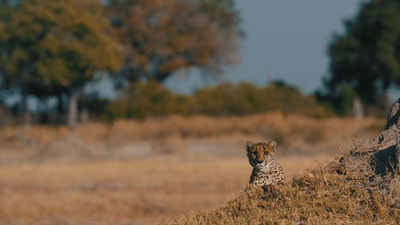 Cheetah, Okavango Delta