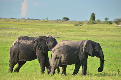 Elephants, northern Chobe
