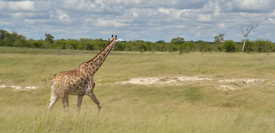 Giraffe, northern Chobe