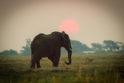 Elephant at sunset, Chobe area
