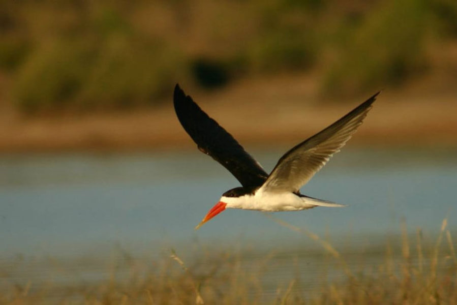 African skimmer (Rynchops flavirostris)   flying over the Chobe River