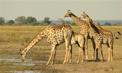 Giraffe herd, Okavango, Botswana