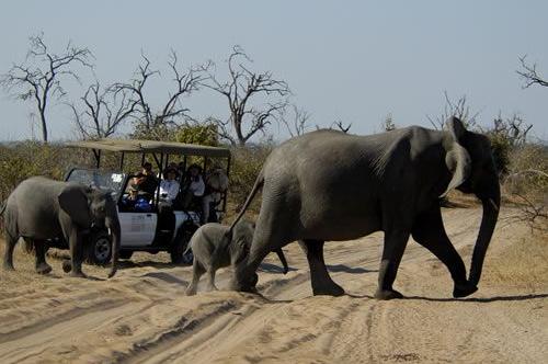 Elephant family, northern Chobe, Botswana