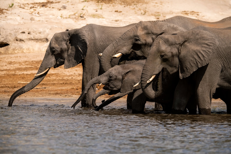 Elephant herd drinking from the Chobe River