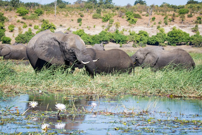 Herd of Elephant, Chobe River