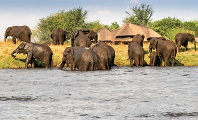 Chobe Savanna Lodge elephants in front of the Lodge