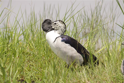 Comb Duck, Okavango Delta