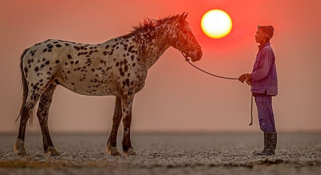 Horse resting at sunset, Kalahari Riding Safari