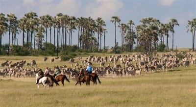 Riding with the zebra herd, Kalahari