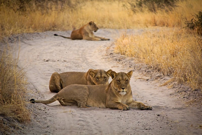 Lions, Central Kalahari Game Reserve