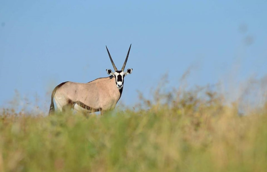 Oryx bull, Central Kalahari Game Reserve