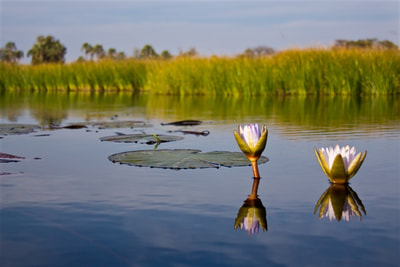 Water lilies in the Okavango