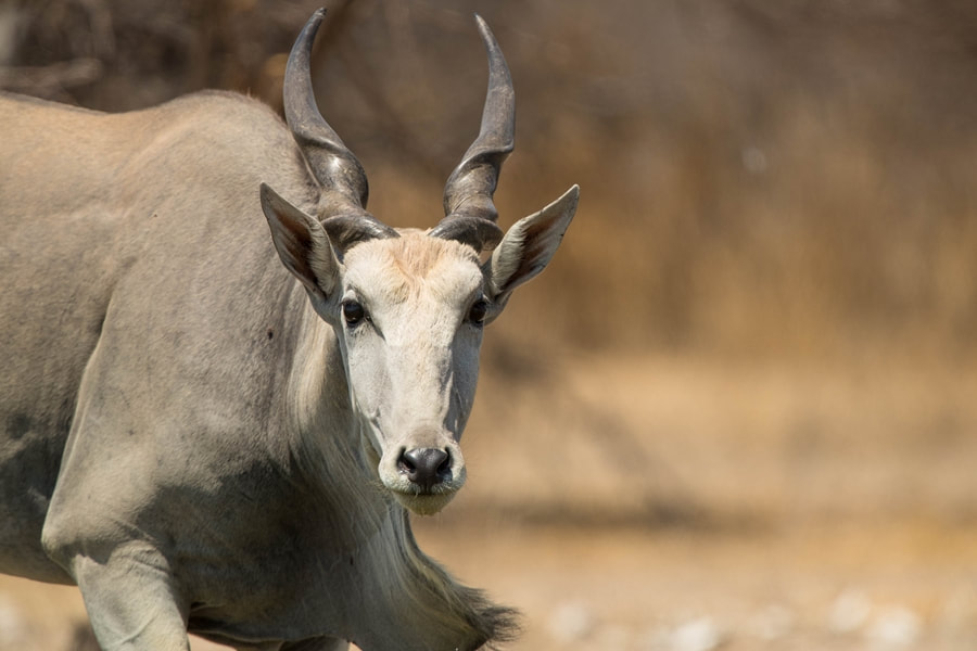 Eland (Taurotragus oryx)  Bull, Central Kalahari Game Reserve