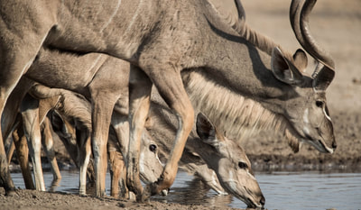 Dinaka Safari Lodge kudu herd at waterhole