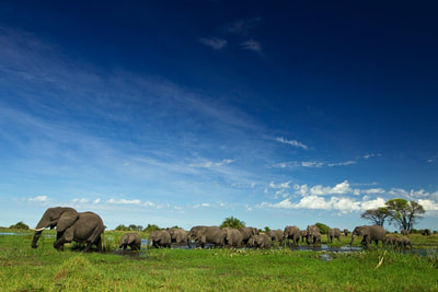 Duba Explorers Camp large herd of elephant