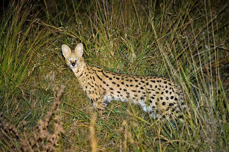 African Serval, Linyati area
