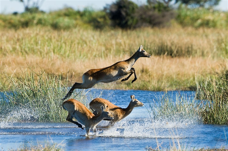 Red lechwe leaping through the water, Linyanti, Botswana