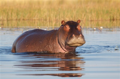 Hippo, Okavango Delta