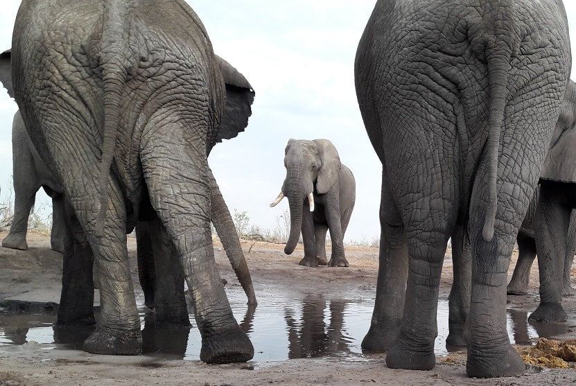 Elephants, Khwai Private Reserve, Botswana