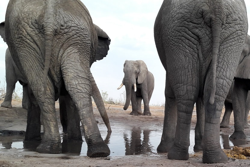 Elephants at waterhole, Khwai Private Reserve, Botswana
