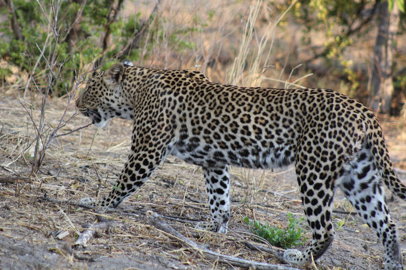 Leopard, Khwai area, Botswana