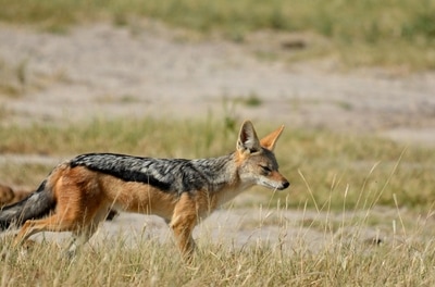 Black backed jackal (Canis mesomelas) at Nogatsaa Pans