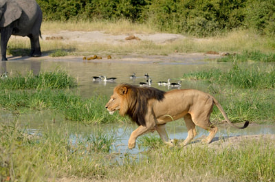 Lion on the hunt, Savute, Botswana
