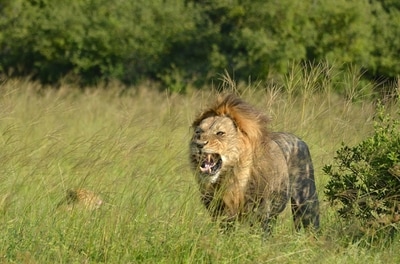 Lion roaring at Nogatsaa Pans Lodge, Botswana