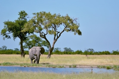 Elephant (Loxodonta africana) at Nogatsaa Pans