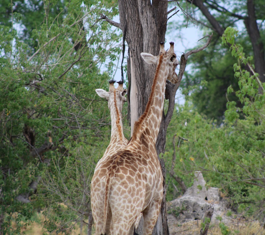 Giraffe couple, Kwara concession, Botswana.