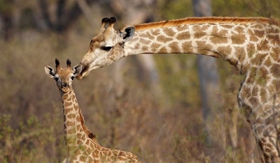 Giraffe and calf (Giraffa camelopardalis giraffa), Okavango Delta, Botswana