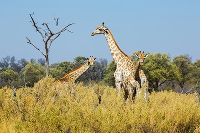 Gomoti Plains Camp giraffe
