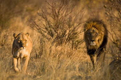 Lion and lioness, Moremi area