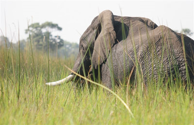 Elephant bull, Okavango Delta