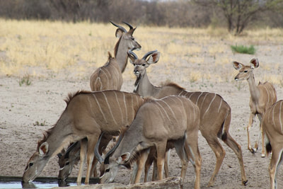 Kudu antelope (Tragelaphus strepsiceros), Kalahari, Botswana