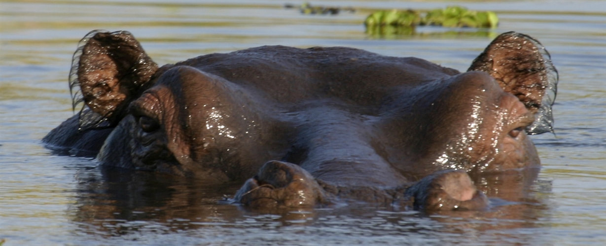 Submerged hippo, Okavango Delta