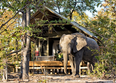 Hyena Pan Camp guest tent and elephant sighting
