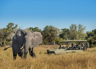 Hyena Pan Camp game drive and elephant sighting