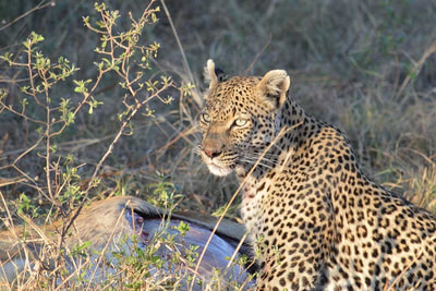 Leopard, Khwai Private Reserve, Okavango