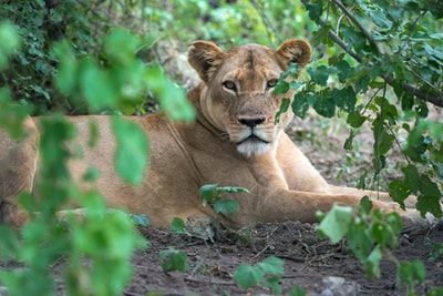 Lioness, Okavango Delta