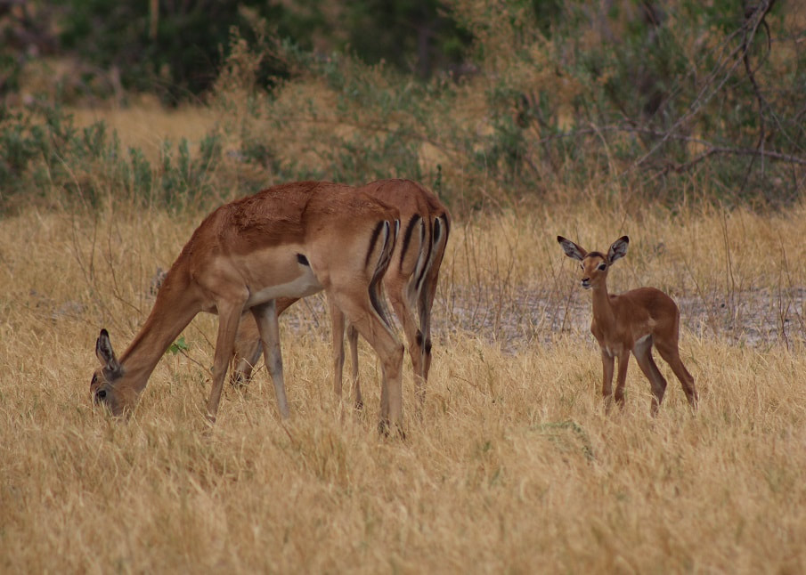Impala mums and baby, Kwara concession, Botswana