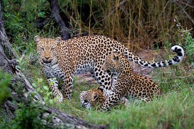 Leopard family, Moremi Game Reserve, Botswana