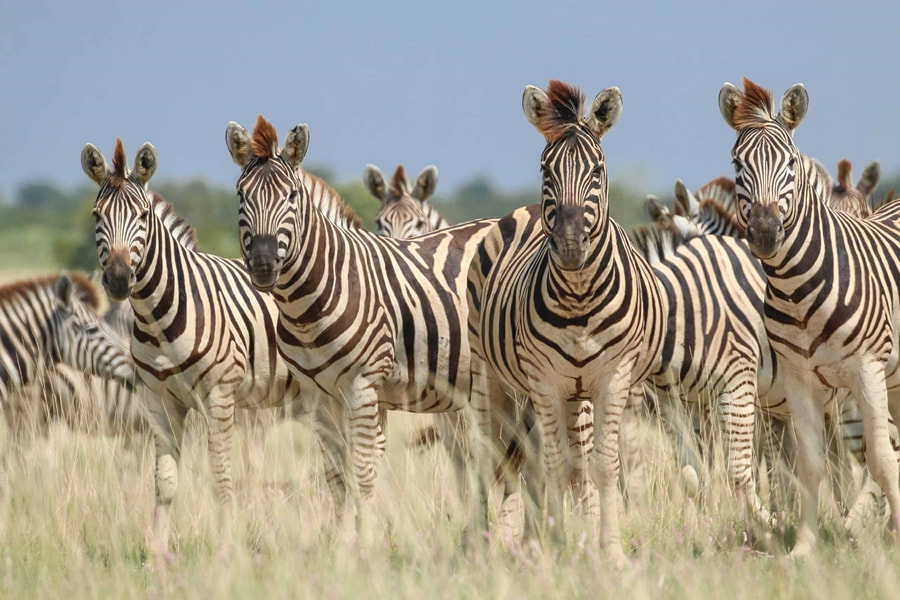 Plains Zebra, Makgadikgadi Pans, Venture To Botswana