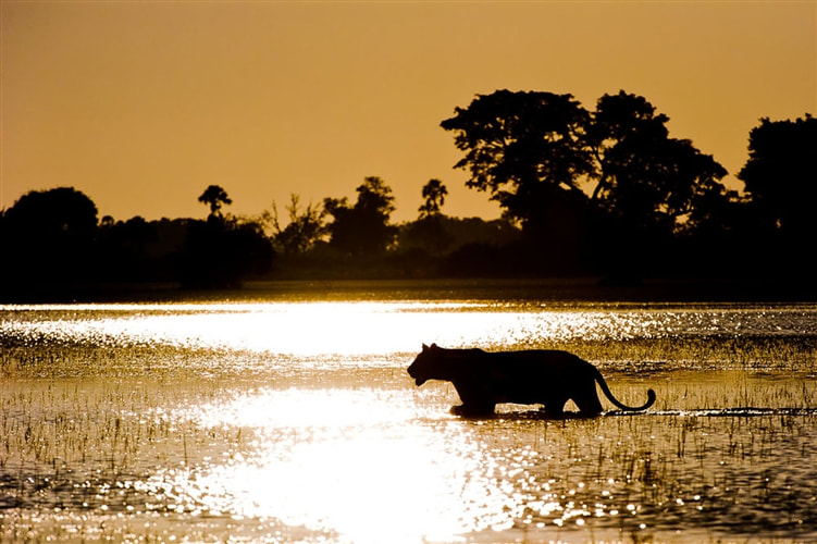 Lioness wading in the Okavango Delta at sunset
