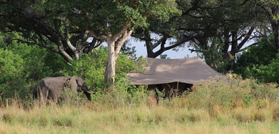 Elephant visitor, Kadizora Camp